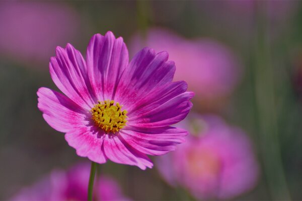 Makrofoto einer rosa Blume auf einem unscharfen Hintergrund