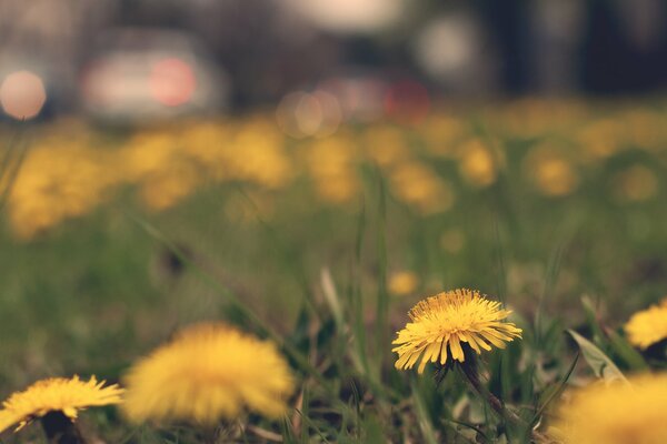 Die ersten Frühlingsblumen sind Löwenzahn