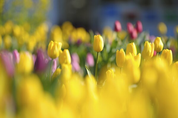 Leuchtend gelbe und violette Tulpen