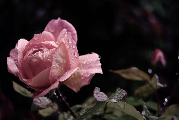 Pink Rose, rosebud rose, wet rose