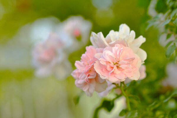 Délicate fleur rose, gros plan de la rose