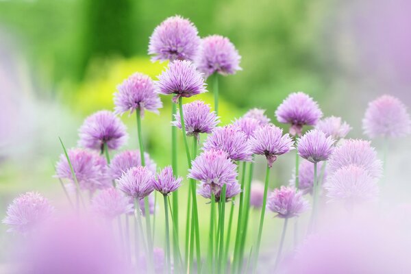 Photo of pink flowers on a blurry background