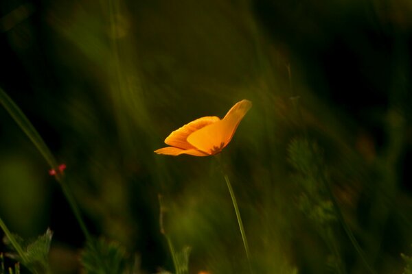 Einsamer orangefarbener kalifornischer Mohn