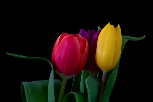 Bouquet of colorful tulips