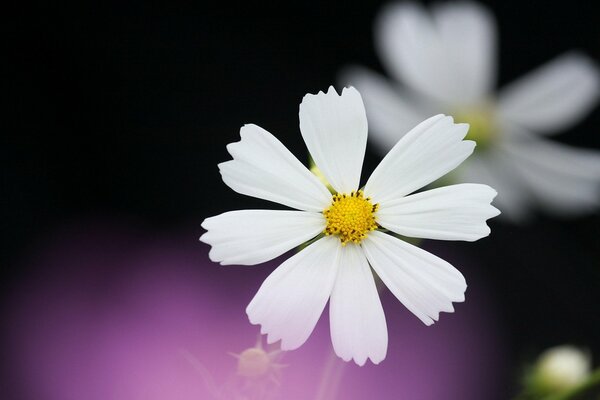 Black and lilac background and white cosmea