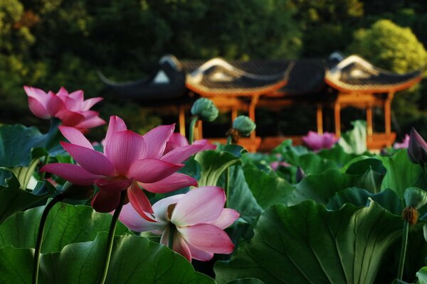 Fiori di loto rosa su uno sfondo di gazebo