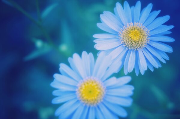 Marguerites bleues sur phonétique floue