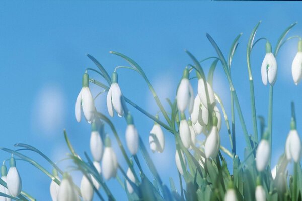 White lilies of the valley against a blue sky