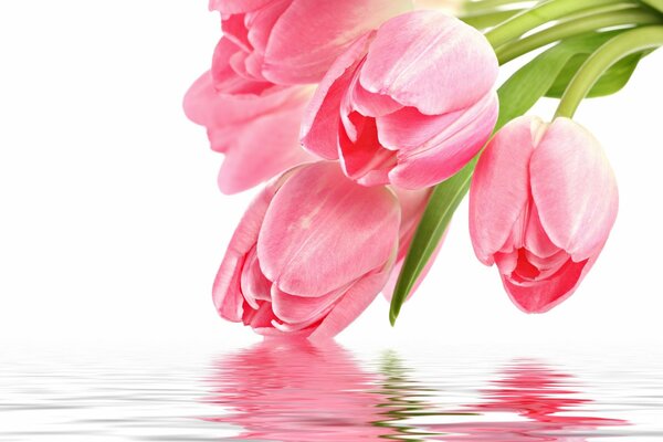 Tulipanes rosados en la superficie del agua