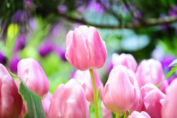 Macro shooting of delicate bright tulips