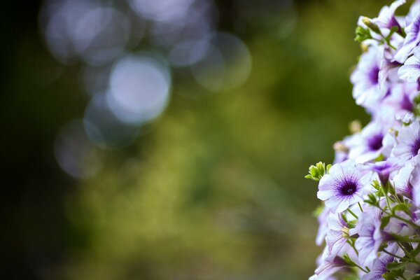 Macro fotografía de flores