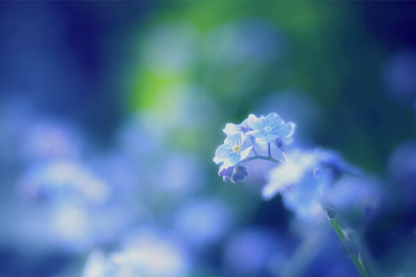 Blue forget-me-nots on a blurry background