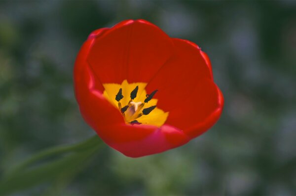 Un tulipano rosso aperto