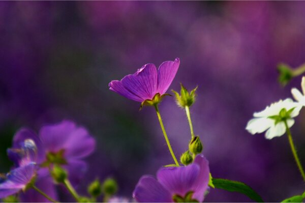 Macro shot of purple flowers on a blurry background