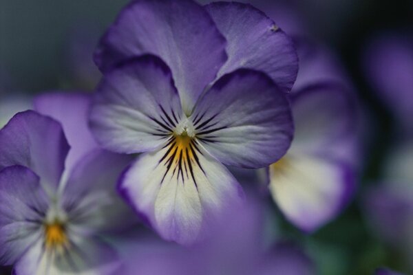 Petali di viola Violetta su sfondo verde