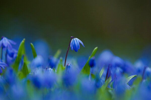 Blue flowers on the field, macro