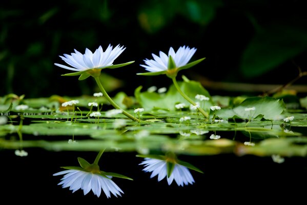 Hintergrund mit Seerosen im See