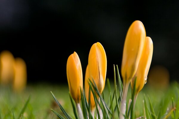 Crocuses in raindrops