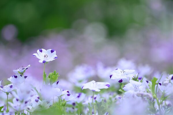 Schöne Blumen im Sommerfeld