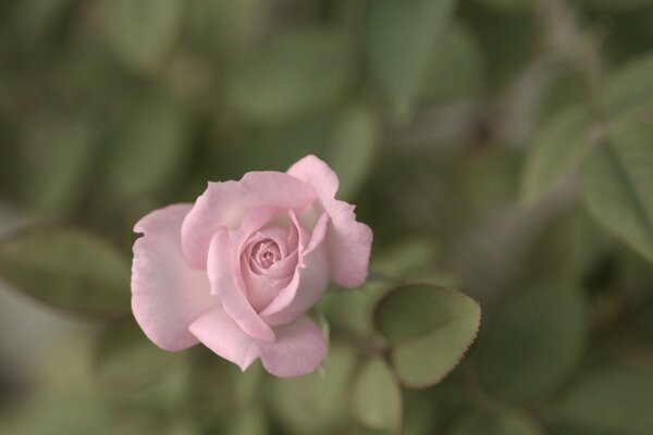 Délicat bourgeon de fleur rose