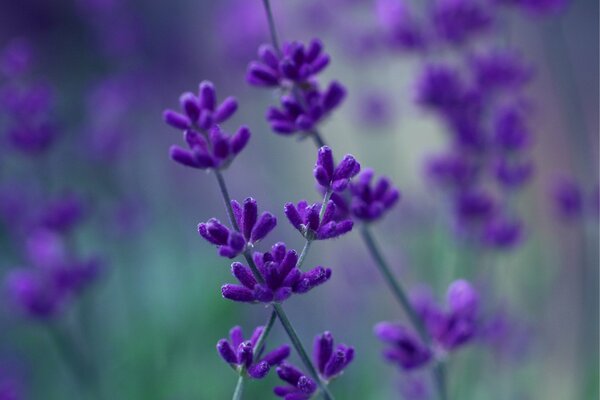 Lavanda-fiore di colore lilla