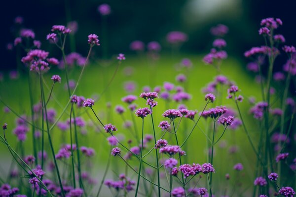 Pflanzen in der Natur auf unscharfen Hintergrund