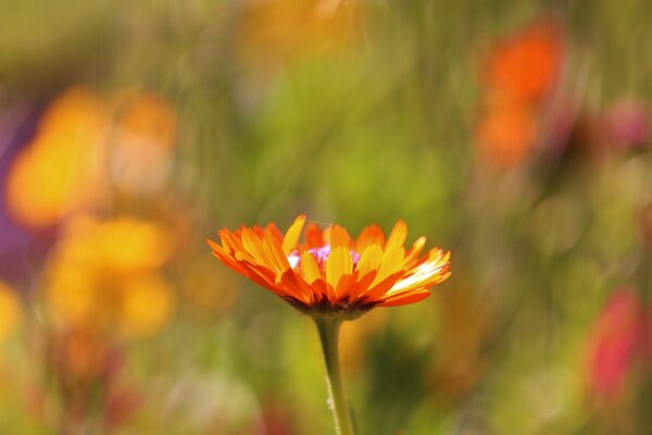 Orange flower in focus on a blurry background