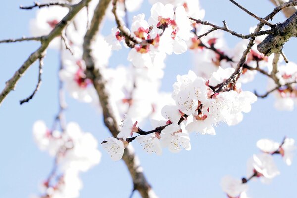 Beaux bourgeons sur l arbre