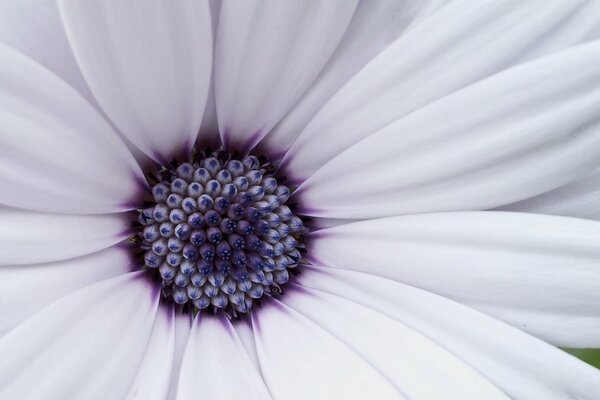 Purple petals of a macro flower