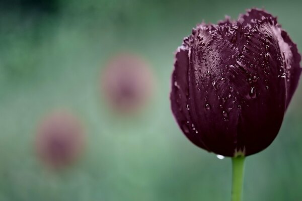 Geschlossener Tulpenmorgen mit Tau