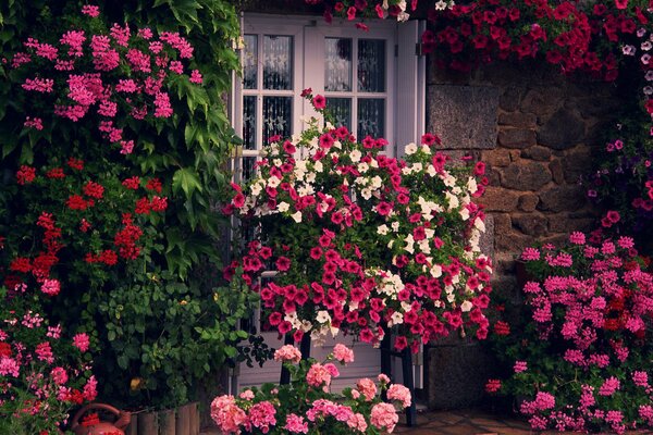 Fiori alle finestre francesi della casa