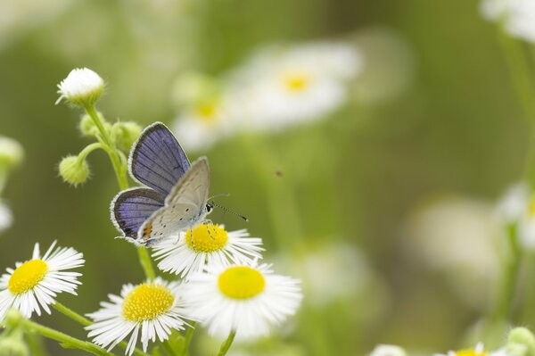 Mariposa en la Margarita blanca en el campo