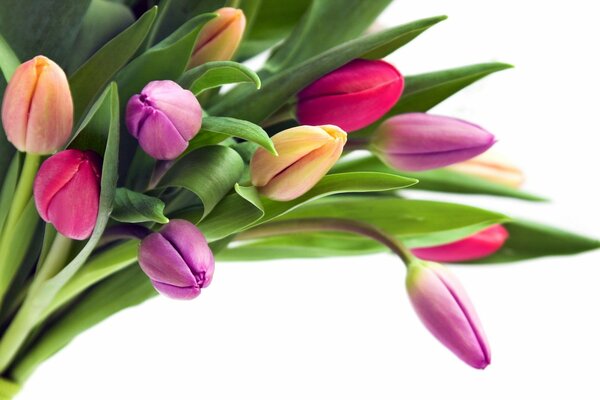 Blumenstrauß von Tulpen in verschiedenen Farben