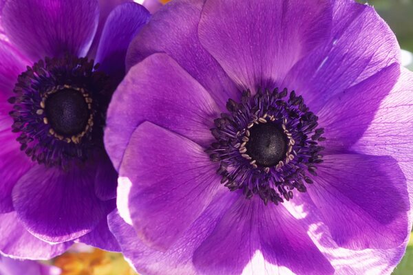 Macarrones de amapolas moradas