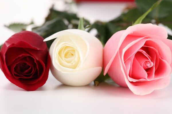 Trois roses: rouge, blanc, rose