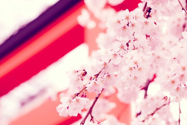 Japanese sakura branches wallpaper