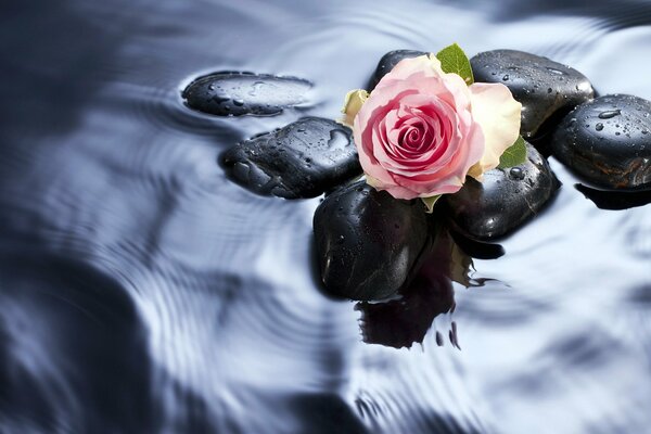 Rosebud on rocks in the water