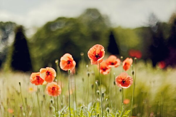 Rote Mohnblumen im Feld mit schlammigem Hintergrund