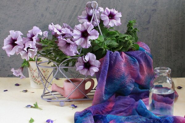 Field, delicate, garden, spring flowers of lilac petunia