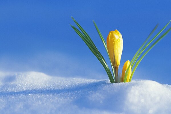 Yellow crocus sprouted through the snow