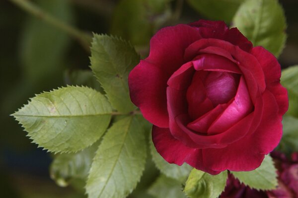 Fleur solitaire de rose rouge