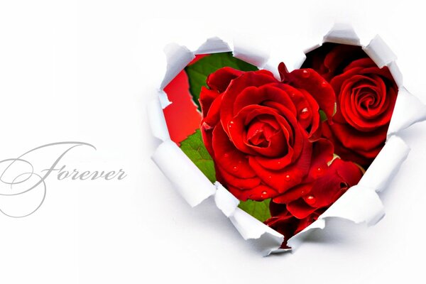 Red roses in the heart forever