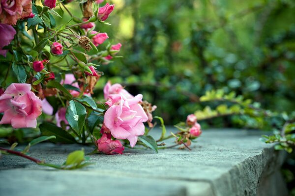 Flor de arbusto con rosas Rosadas