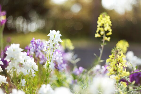 Flores amarillas, púrpuras y blancas sobre un fondo borroso