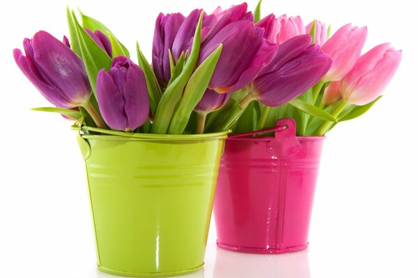 Tulips in pots of salad and pink color