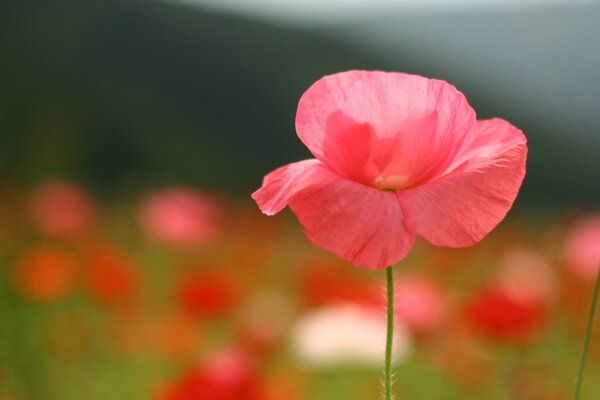 Coquelicot rouge en gros plan