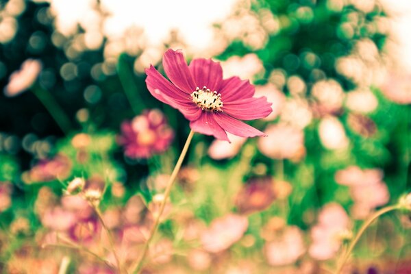 Blume auf einem unscharfen Hintergrund mit anderen Blumen