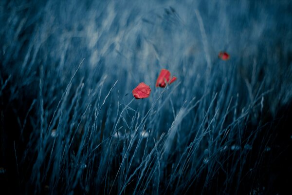 Hierba en el viento y tres flores rojas