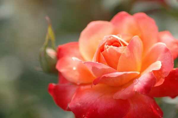 Orange rose, orange rose bud, orange-red rose