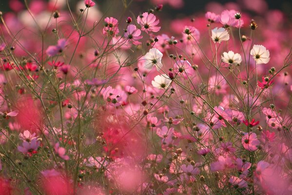 Macro foto cosmea rosa